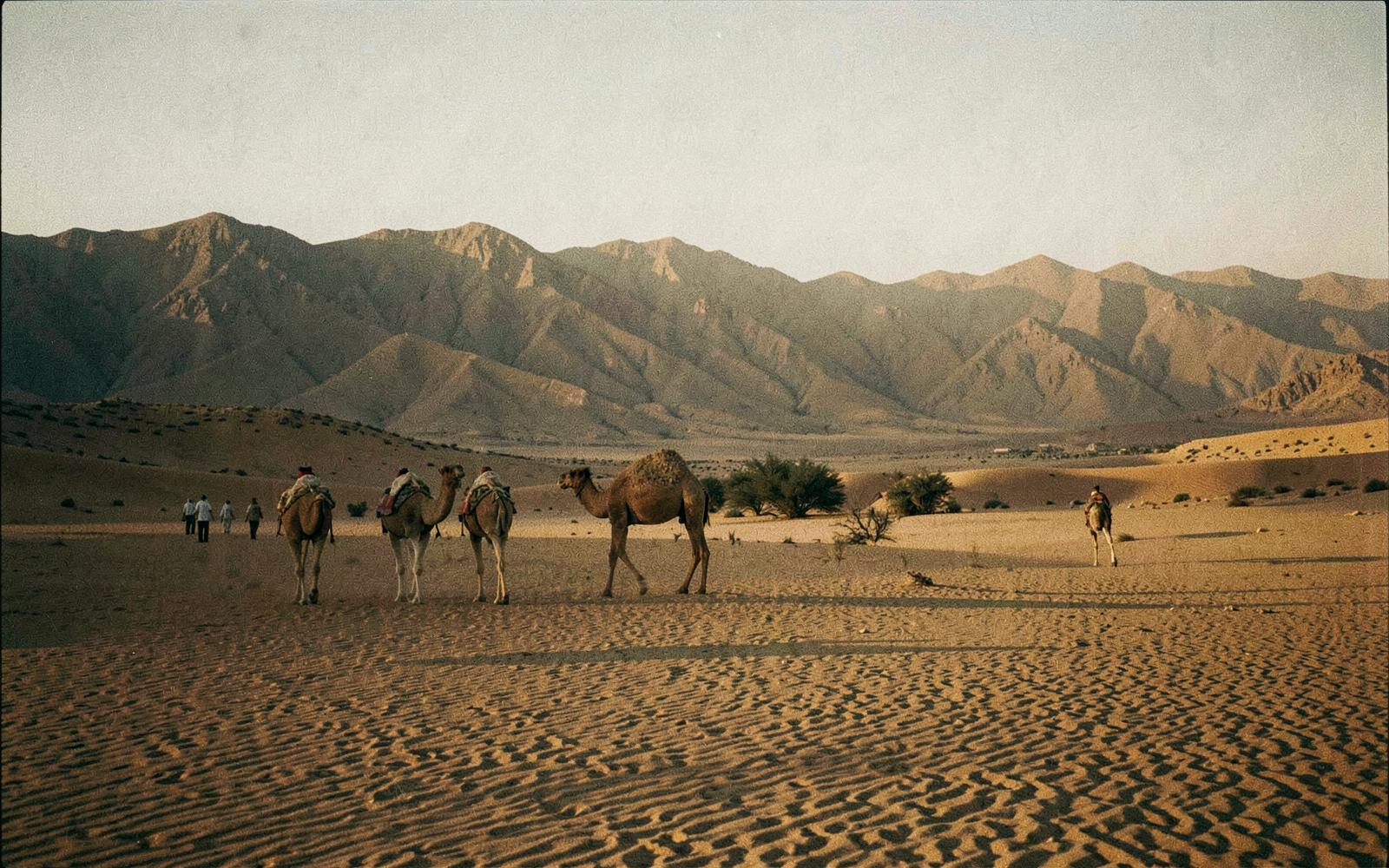 Camels and figures walking across the desert near Dahab at golden hour