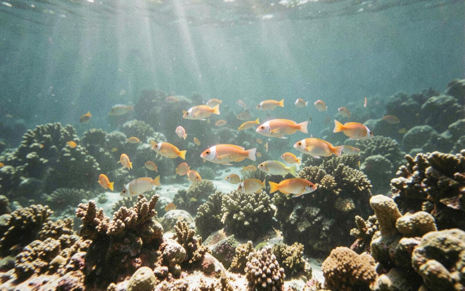 Orange and white reef fish over coral in the clear water of the Red Sea